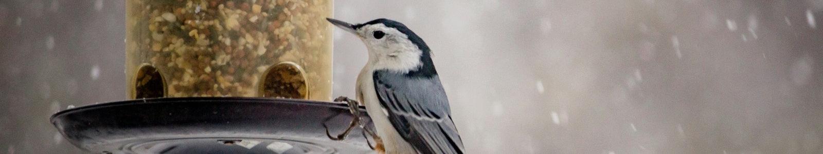 Fågelmatare - Hemboden