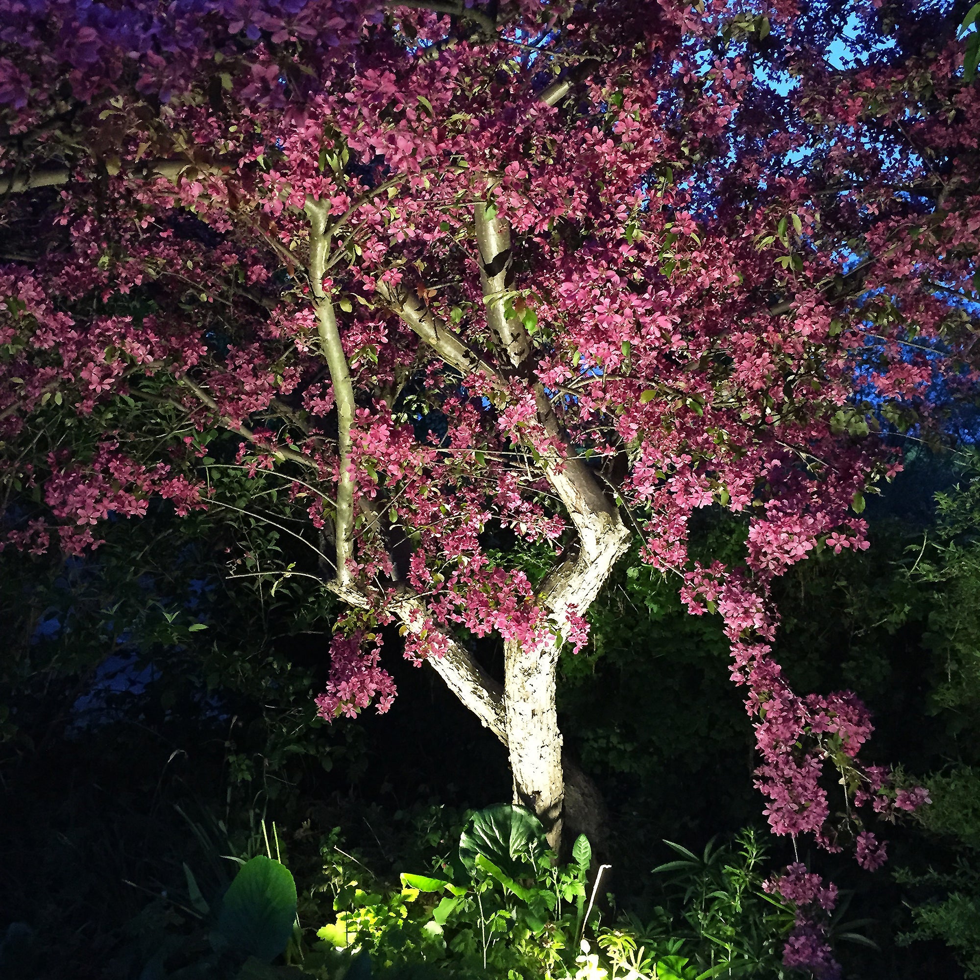 Luna Start (mörkgrå) Markspottar LightsOn Garden Plug & Play