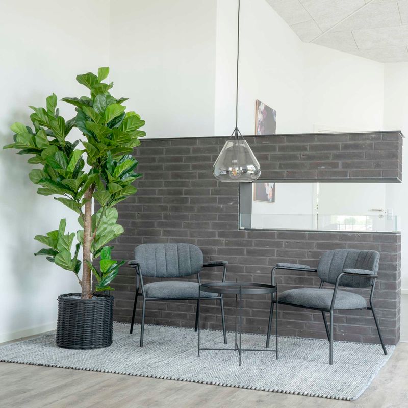 Konstväxt - Fiolfikus House Nordic