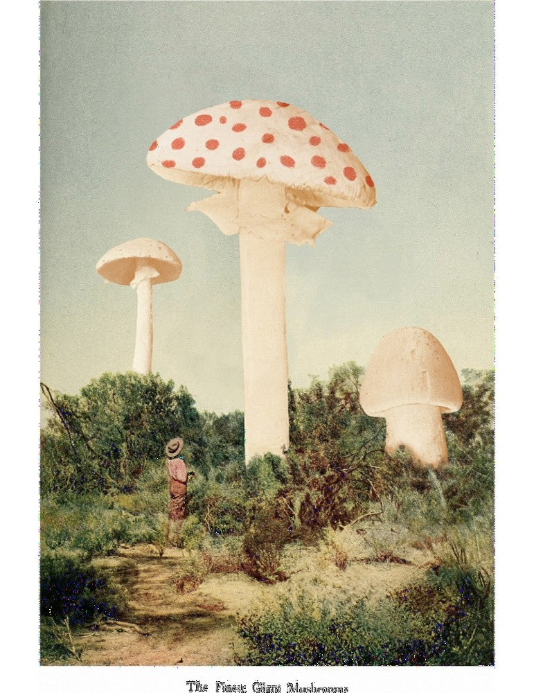 Affisch - The Finest Giant Mushroom Pelcasa 21x30